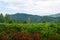 Beautiful fern glade on background of forested mountains