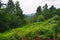 Beautiful fern glade in mountain forest