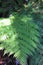 Beautiful fern at the goldie bush walkway in new zealand