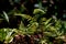 Beautiful fern growing at tropical rainforest at Gunung Mulu National park.