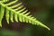 Beautiful Fern Leaf with water drop