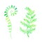 The Beautiful Fern Leaf Watercolor Illustration