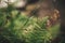 Beautiful fern leaf and wildflowers, close up fern on background of green forest flora. Happy earth day concept. Save woods