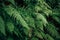 beautiful fern leaves in misty forest in mountains. wildflowers,herbs in woods. green background