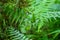Beautiful Fern Leaves in the Morning in Tropical Rainforests