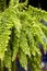 Beautiful fern plant background