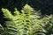 Beautiful ferns bracken Pteridium aquilinum in sunlight