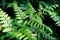 Beautiful ferns green leaves the natural fern in the forest and natural background in sunlight