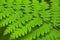 Beautiful ferns leaf, green foliage, natural floral fern background