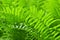 Beautiful ferns leaves green foliage natural floral fern background in sunlight.