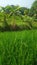 beautiful and fertile rice fields