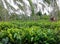 Beautiful, fertile tea estate in Sri Lanka