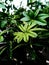 The beautiful ficus flower plant with waterdrops on it