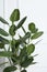 Beautiful ficus near white wall, closeup. Leafy houseplant