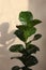 Beautiful ficus plant near beige wall indoors. House decor