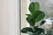 Beautiful ficus plant near window indoors, space for text. House decor