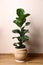 Beautiful ficus plant in pot on floor indoors. House decor