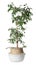 Beautiful ficus plant in pot on white background. House decor