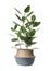 Beautiful ficus plant in pot on white background. House decor