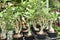 BEAUTIFUL FICUS PLANTS POTTED IN THE NURSERY