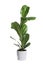 Beautiful ficus in pot on white background. House decor