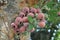 The beautiful Ficus Sycomorus in farmland