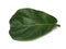 Beautiful fiddle leaf . Air-filtering Houseplant.