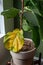 A beautiful fiddle leaf fig houseplant sits in a pot by a window for bright, indirect light, but has a large yellowing leaf