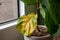 A beautiful fiddle leaf fig houseplant sits in a pot by a window for bright, indirect light, but has a large yellowing leaf