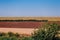 beautiful field agricultural crops row stripes waves