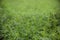 Beautiful field of alfalfa. Growing for the needs of agriculture