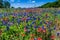 A Beautiful Field Blanketed with the Famous Bright Blue Texas Bluebonnet and Bright Orange Indian Paintbrush