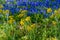 A Beautiful Field Blanketed with the Famous Texas Bluebonnets