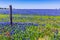 A Beautiful Field Blanketed Solid Blue with Bluebonnets