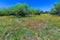 A Beautiful Field Blanketed with Various Texas Wildflowers