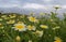 beautiful field of blooming wild daisies, against a cloudy sky