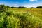 A Beautiful Field of Bright Orange Indian Paintbrush in Oklahoma