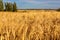 Beautiful field of cereals wheat, barley, oats dried and golden by the sun.