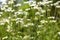 Beautiful field chamomile with beautiful bokeh 4