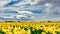 Beautiful field covered with yellow flowers with magnificent clouds in the sky in the background