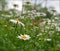 Beautiful field of Daisies in College Station, TX