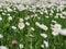 Beautiful field of daisies yellow and white flowers intense natural landscape