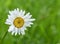 Beautiful field daisy on blurred bright green background