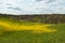 A Beautiful Field of Dense Yellow Flowers Blooming at Stroud Preserve, West Chester, Pennsylvania, USA