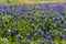 A Beautiful Field of the Famous Texas Bluebonnet (Lupinus texensis) Wildflowers.