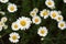 A beautiful field of flowering daisies. close-up of flowers, view from above.