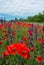 A beautiful field of flowering poppies. red flowers, motley grass. landscape.