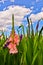 A beautiful field of gladiolus  in worm`s eye view and blue sky background