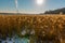 Beautiful field of golden color aquatic grasses / reeds backlit by bright sun with coal power plant in background - on the Minneso