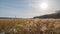 Beautiful field of golden color aquatic grasses / reeds backlit by bright sun with coal power plant in background - on the Minneso